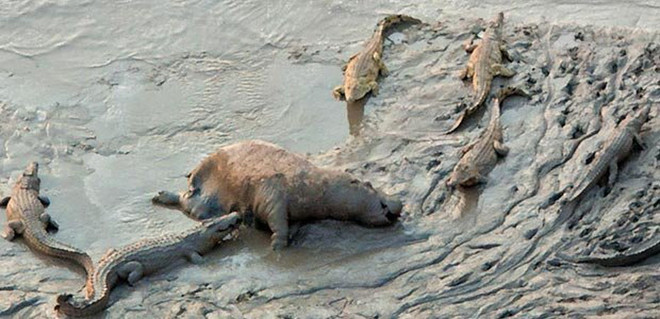 Hà mã bỏ mạng sau cuộc chiến đẫm máu với cá sấu ảnh 1