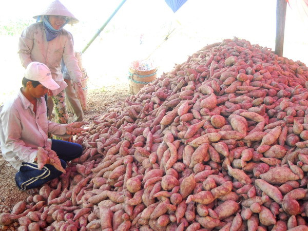 Đồng bằng sông Cửu Long trúng mùa khoai lang ảnh 1