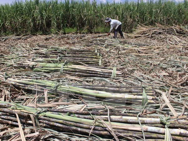 Hàng nghìn hécta mía ở Cù Lao Dung thiệt hại nặng do hạn mặn ảnh 1