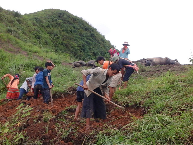 Cục chăn nuôi đề nghị các tỉnh tiêu độc khử trùng cho vật nuôi sau lũ ảnh 1