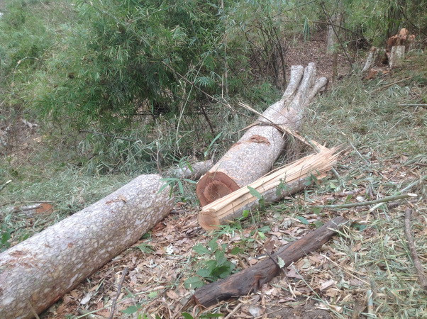 43ha rừng bị xóa trắng trong một thời gian dài mà không ai phát hiện ảnh 1