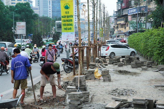 Hàng trăm cây xanh đủ loại như xà cừ, hoa sữa trên phố Nguyễn Chí Thanh từng bị chặt hạ để thay thế bằng giống cây khác. (Ảnh: Minh Sơn/Vietnam+) Đề án cải tạo cây xanh: Chuyên gia khuyên "sấu," Sở chọn "lát hoa" ảnh 1