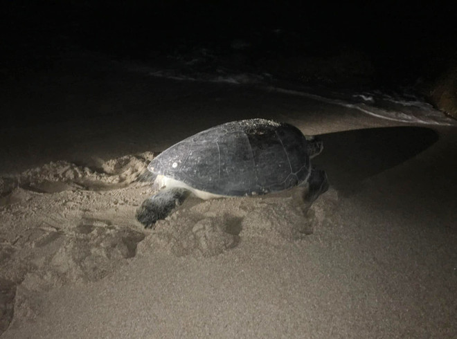 Ninh Thuận: Cứu hộ, thả hơn 800 cá thể rùa quý hiếm về biển ảnh 2