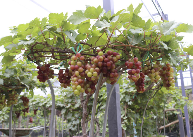 Ninh Thuận: Sản phẩm nho cảnh độc đáo hút khách hàng dịp cận Tết ảnh 1