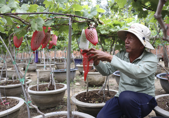 Ninh Thuận: Sản phẩm nho cảnh độc đáo hút khách hàng dịp cận Tết ảnh 3