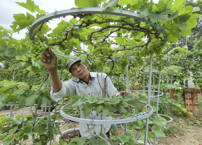Ninh Thuận: Sản phẩm nho cảnh độc đáo hút khách hàng dịp cận Tết ảnh 2