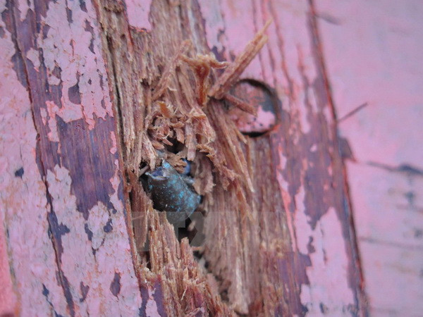 Bộ Ngoại giao lên tiếng vụ ngư dân bị bắn chết tại khu vực Trường Sa ảnh 1