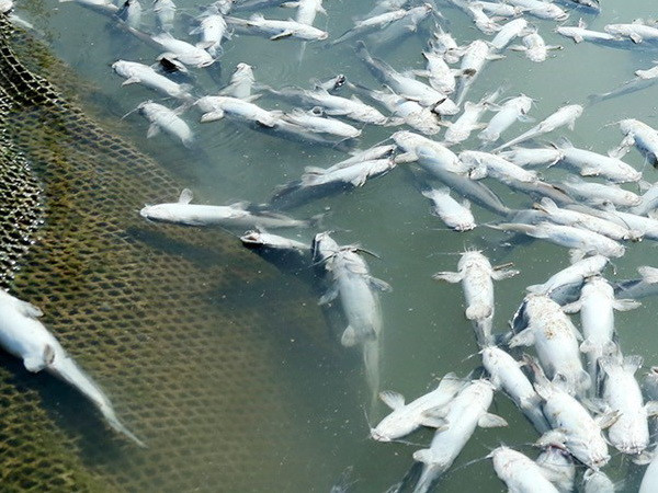 Kiên Giang: Nước ngọt đổ ra biển khiến cá lồng bè chết hàng loạt ảnh 1