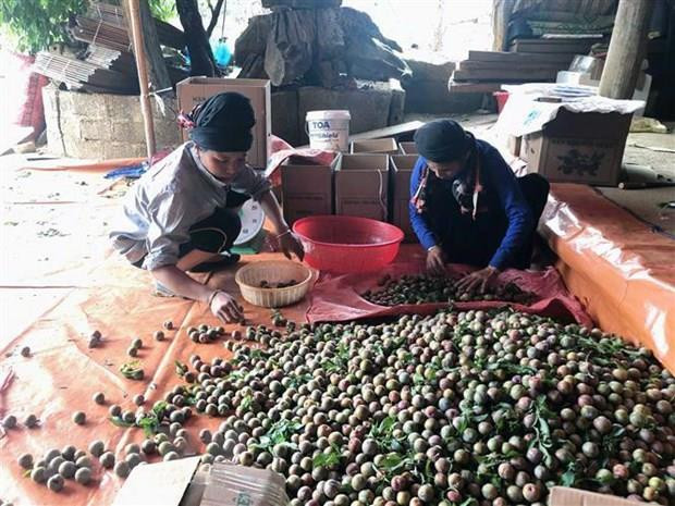 Hà Nội liên kết với các địa phương đưa nông sản sạch vào chuỗi bán lẻ ảnh 2