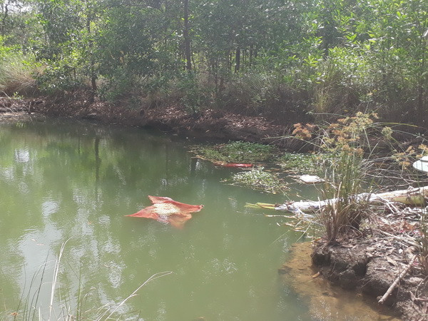 Điều tra làm rõ nguyên nhân hai bà cháu tử vong dưới ao ảnh 1