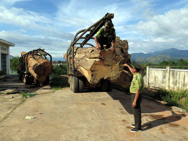 "Báo chí phản ánh về gỗ lậu xuyên biên giới còn rất mờ nhạt" ảnh 2