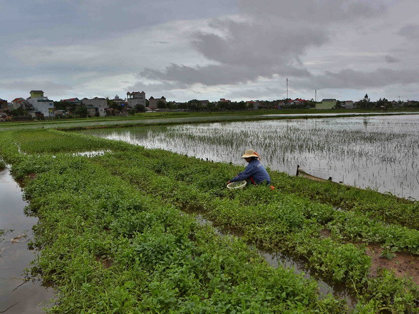 Vùng áp thấp có khả năng mạnh lên thành áp thấp nhiệt đới ảnh 1