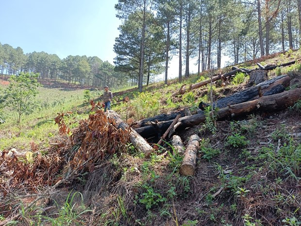 Lâm Đồng: Tạm ngừng cho thuê rừng để làm dịch vụ du lịch sinh thái ảnh 1