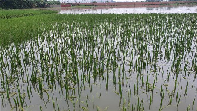 Ruộng đồng ở Vĩnh Phúc, Tuyên Quang ngập nặng sau mưa lớn kéo dài ảnh 1