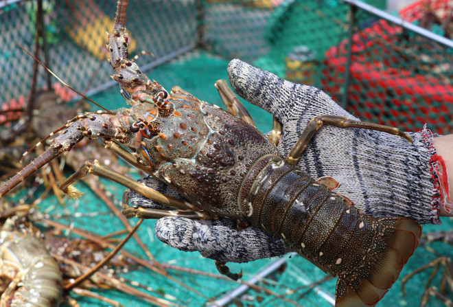 “Thủ phủ” tôm hùm Phú Yên giữ an toàn để ổn định sản xuất ảnh 1