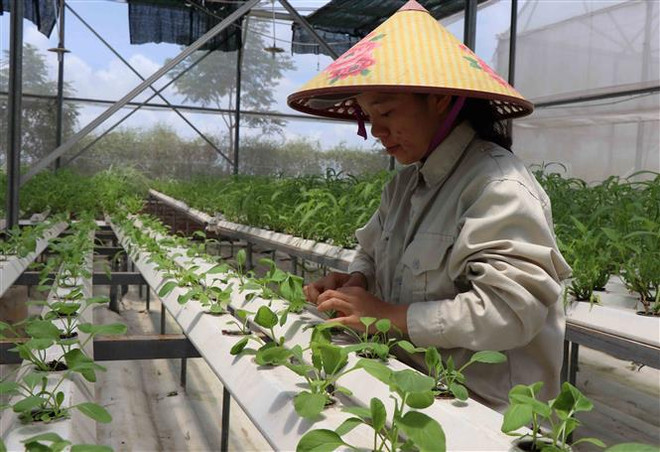 Mô hình trồng rau thủy canh ứng dụng công nghệ cao của Công ty Delco, xã Nguyệt Đức, huyện Thuận Thành, tỉnh Bắc Ninh. (Ảnh: Thanh Thương/TTXVN) 'Không để tăng thêm thủ tục hành chính trong nông nghiệp' ảnh 2