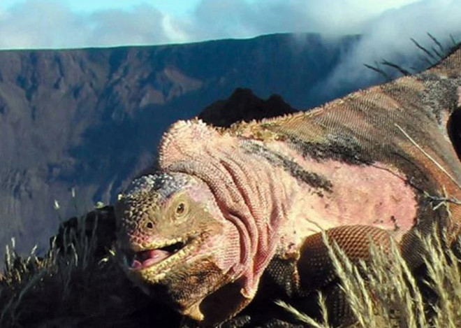 Ecuador: Phát hiện đàn con mới nở của kỳ nhông hồng cực quý hiếm ảnh 1