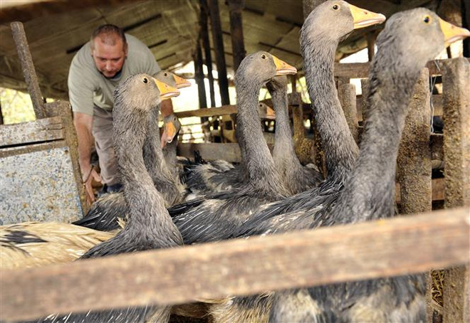 Châu Âu đối mặt dịch cúm gia cầm nghiêm trọng nhất từ trước đến nay ảnh 1