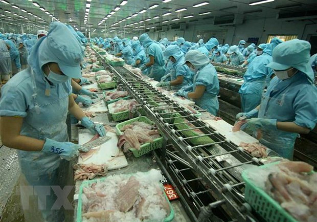 Chế biến cá tra xuất khẩu tại nhà máy của Tập đoàn Sao Mai (tỉnh Đồng Tháp). (Ảnh: Vũ Sinh/TTXVN) Cải thiện chỉ số PCI: Hướng đến sự hài lòng của doanh nghiệp ảnh 1