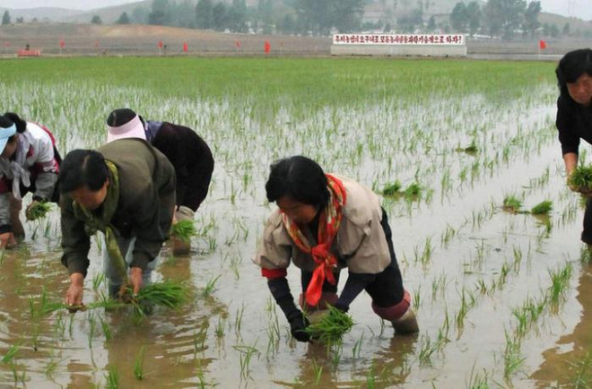 Triều Tiên kêu gọi nỗ lực sản xuất gạo để xây dựng đất nước ảnh 1