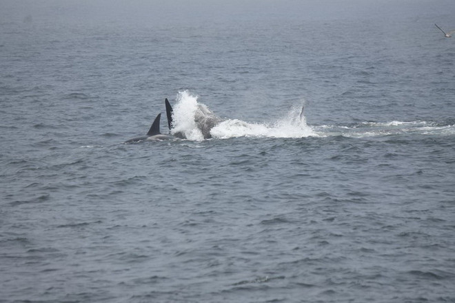 Kinh hãi cảnh đàn cá voi hung dữ ăn thịt chính đồng loại ảnh 1