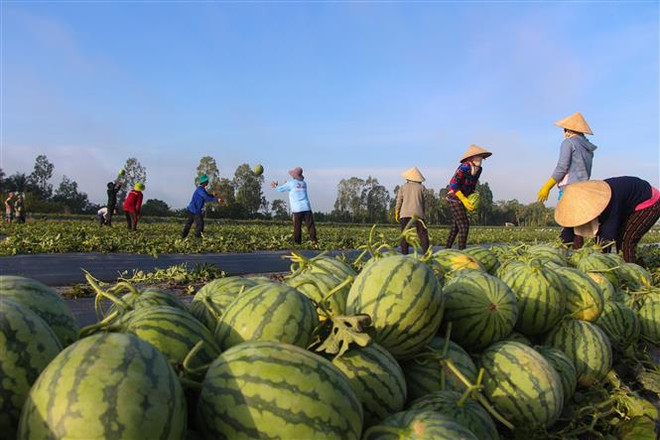 Thực phẩm an toàn và nông sản sạch - Xu hướng tiêu dùng hiện đại ảnh 1