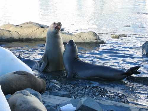 Biến đổi khí hậu toàn cầu làm giảm số lượng hải cẩu Nam Cực ảnh 1