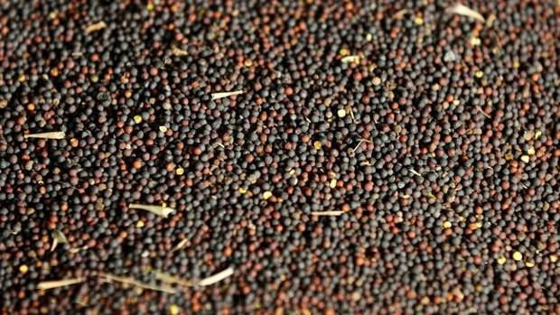 Tham vọng thương mại Canana-Trung Quốc: Không có triển vọng? ảnh 1