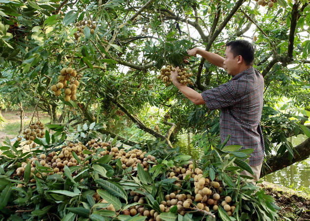 Thu hoạch nhãn ỡ xã Hồng Nam, thành phố Hưng Yên. (Ảnh: Phạm Kiên/TTXVN) Nhãn lồng Hưng Yên trải rộng thị trường, vươn ra thế giới ảnh 1