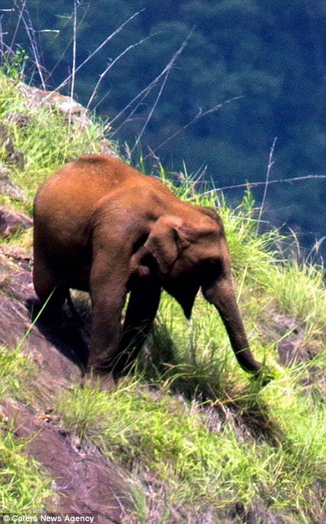 Hình ảnh kỳ lạ của những chú voi to kềnh càng trên vách núi cheo leo ảnh 3