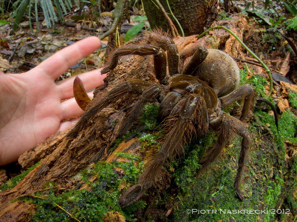 Nhện khổng lồ có tên khoa học là Theraphosa blondi. (Nguồn: livescience.com) Phát hiện nhện khổng lồ dài 30cm, nặng bằng một chú cún con ảnh 1