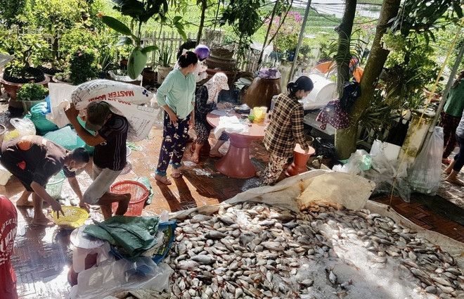 An Giang: Cá nuôi bè của người dân chết hàng loạt trên sông Vĩnh Nguơn ảnh 1