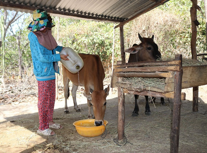 Người dân xã Công Hải (huyện Thuận Bắc, Ninh Thuận) chắt chiu từng can nước cho gia súc uống trong mùa khô hạn. (Ảnh: Nguyễn Thành/TTXVN) Thủ tướng quyết định xuất cấp hạt giống cây trồng hỗ trợ 2 địa phương ảnh 1