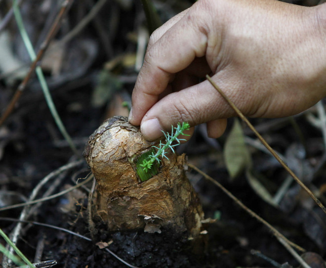 Nhiều loài động-thực vật của Việt Nam đối mặt nguy cơ tuyệt chủng ảnh 1