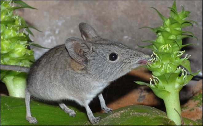 Chuột chù voi Cape Rock. (Nguồn: wildmammal) 1473037109.jpg
