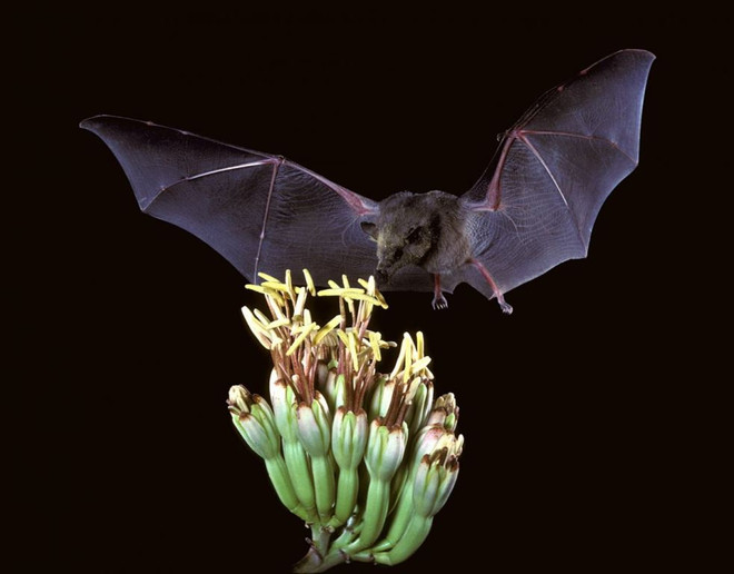 Dơi lưỡi dài Mexico. (Nguồn: PBS) Mexican_long-tongued_bat_7371567444-1280x1000.jpg