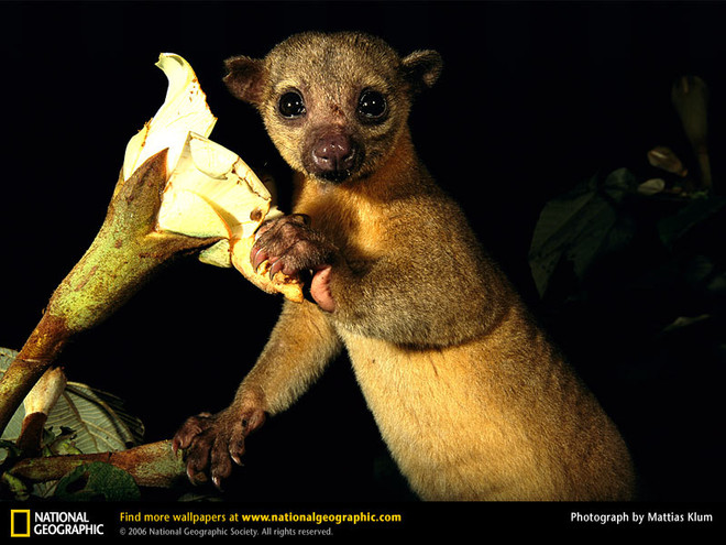 Một con gấu mèo Kinkajous bên bông hoa ưa thích. (Nguồn: National Geographic) kinkajou-blossom.jpg