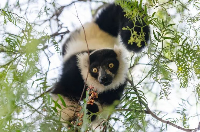Vượn cáo lông xù đen trắng. (Nguồn: Shutterstock) vuon cao.JPG