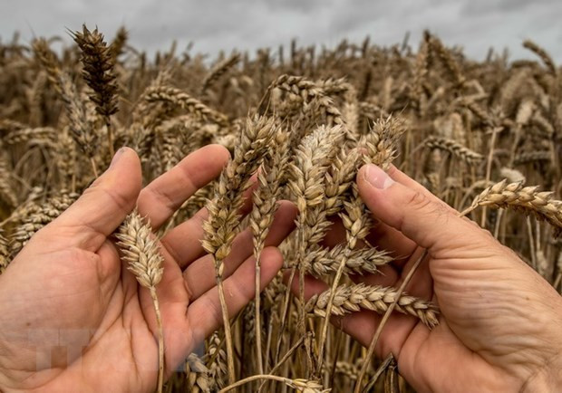 Châu Âu được mùa lúa nhưng giá gạo thế giới vẫn ở mức cao ảnh 1