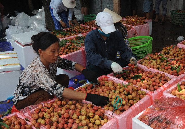 Đóng gói vải tươi phục vụ xuất khẩu tại một hộ kinh doanh thuộc thị trấn Chũ, huyện Lục Ngạn, Bắc Giang. (Ảnh: Quang Quyết/TTXVN) Các lô hàng vải tươi xuất sang Australia được xử lý ở Hà Nội ảnh 1
