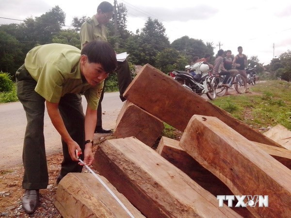 Thừa Thiên-Huế liên tiếp bắt giữ các vụ vận chuyển gỗ lậu ảnh 1