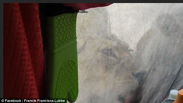 Cặp vợ chồng hốt hoảng khi tỉnh dậy thấy sư tử nằm ngay cạnh lều ảnh 1