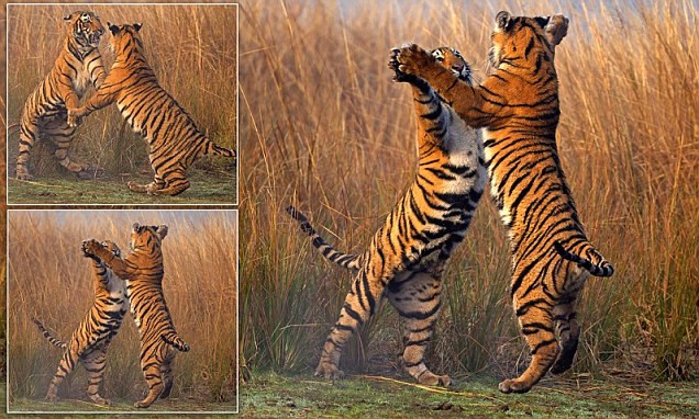 Cận cảnh màn tấn công như khiêu vũ của hai chú hổ Bengal ảnh 1