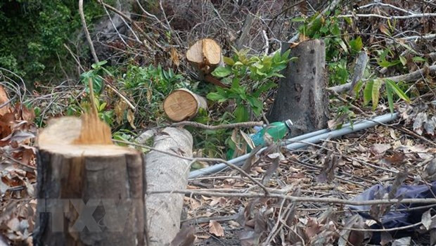 Siết chặt quản lý, bảo vệ rừng và trật tự xây dựng trên đảo Phú Quốc ảnh 1