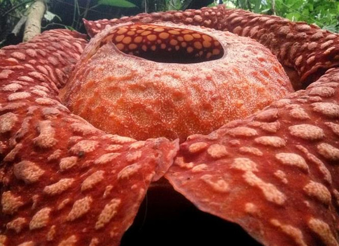 Loài hoa Rafflesia lớn nhất thế giới đứng trước nguy cơ tuyệt chủng ảnh 1