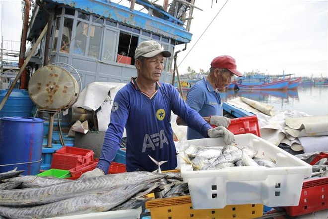 Quảng Ngãi: Nhiều tàu nằm bờ do giá dầu tăng cao, thiếu lao động biển ảnh 1