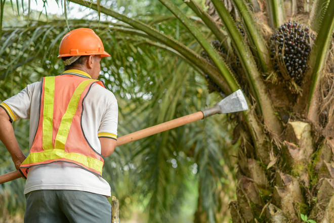 Indonesia có thể thiệt hại hơn 35 tỷ USD do lệnh cấm xuất khẩu dầu cọ ảnh 1