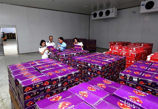 Sản phẩm quả vải tươi xuất khẩu sang Singapore. (Ảnh: Vũ Sinh/TTXVN) Những điểm nổi bật trong mối quan hệ Việt Nam-Singapore ảnh 1
