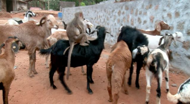 [Photo] Kinh ngạc với chú khỉ có khả năng "chỉ đạo" đàn dê ảnh 2