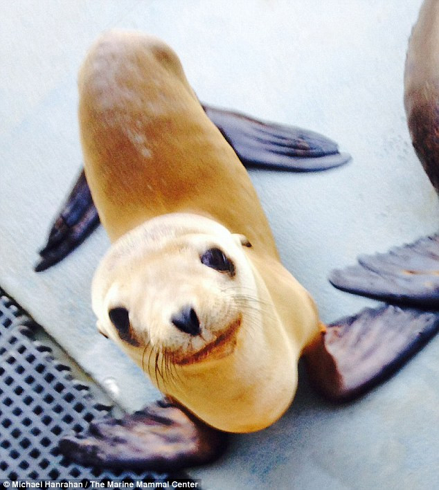 Choáng váng với chú sư tử biển bơi lạc 160km vào nhà dân ảnh 2